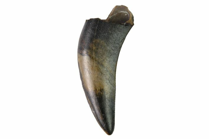 Partially Rooted Raptor Tooth - Judith River Formation #144896
